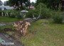 Бурята повали дърво на бул. „Цар Освободител”