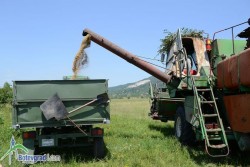 Започна жътвата на ечемика