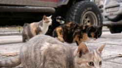 Глоба 200 лева за хранене на улична котка в Пловдив