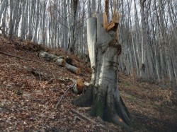 Сдружение „За Ботевград” и проф. Константинов продължават битката срещу нарушенията в горите 