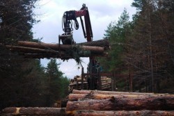 Георги Костов: Спирането на сечта в горите  е крайно решение, което е грешно