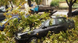 Бурен вятър повали десетки дървета и съоръжения в Свиленград (снимки)