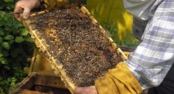 Предстои подготовка за новия прием на заявления за подпомагане по Националната програма по пчеларство 