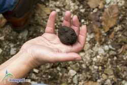 Трюфели виреят и в Ботевградско