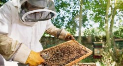 Фонд „Земеделие” организира информационни дни за пчеларите 