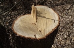 Банди изсякоха горите, твърдят от „Синята планета“