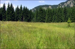 От 24 ноември тече едномесечен срок за подаване на възражения относно обхвата на новосъздадения слой „Постоянно затревени площи“