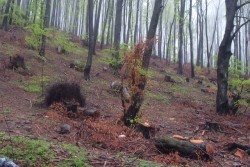 Един от приоритетите на МЗХ е  ограничаването на незаконната сеч на дървесина