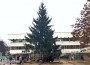 Монтираха коледната елха на площад „Освобождение”