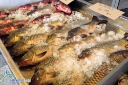 Никулден наближава, цените на рибите са същите от миналата година