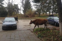 Крави тъпчат градинките и оставят изпражнения около блоковете на ул. „Преслав”