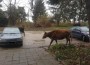 Крави тъпчат градинките и оставят изпражнения около блоковете на ул. „Преслав”