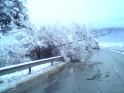 Читатели сигнализират за паднало дърво на пътя в м. „Малините”