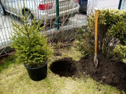 Кампанията  Зелена Коледа и в Ботевград