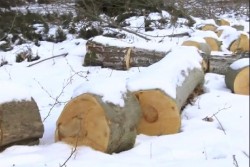 Жители на Трудовец недоволстват срещу отсичането на два чинара в селото