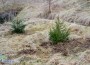 Засадиха първите елхи на терена, отредена за коледна гора 