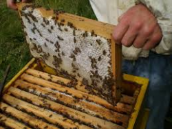 На вниманието на пчеларите от общината