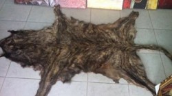 Варненка продава кожи от кученца и котенца за по 5 лв