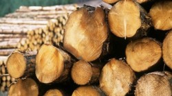 ГЕРБ искат тримесечно спиране на износа на необработена дървесина