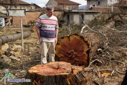 Най-уникалните дървета в Ботевград – унищожени!