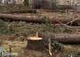 Най-уникалните дървета в Ботевград – унищожени!