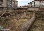 Най-уникалните дървета в Ботевград – унищожени!