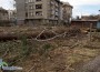 Най-уникалните дървета в Ботевград – унищожени!
