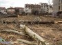 Най-уникалните дървета в Ботевград – унищожени!