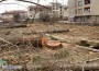 Най-уникалните дървета в Ботевград – унищожени!