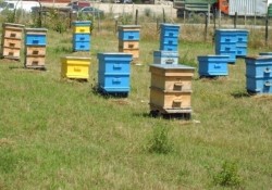 Открива се прием за компенсиране на селскостопански животни и унищожени пчелни кошери