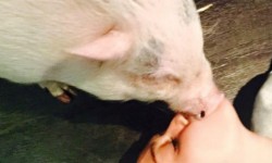 Вижте, как Майли Сайръс целува прасе!