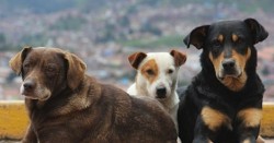 Заразна болест по кучетата плъзна в Дупница