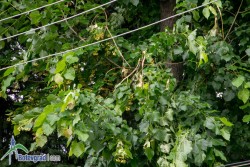 Жители на Ботевград останаха без ток две поредни вечери заради варварско бране на липов цвят