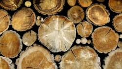 Незаконно добита дървесина е иззета при полицейска операция