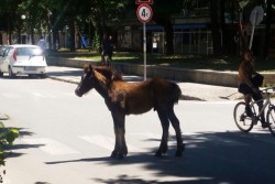 Безстопанствени коне отново се разхождат по бул. „България”
