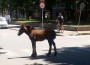 Безстопанствени коне отново се разхождат по бул. „България”