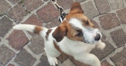 Цигани се изфукаха във Фейсбук с обесено кученце (снимка 18+)