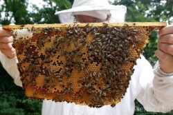 Заявления за плащане по Националната програма по пчеларство се приемат до 31 август