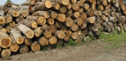 Дават на прокурор дърводобивна фирма от Трудовец