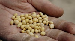 България е чиста от ГМО