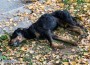 Отново отровено куче в центъра на Ботевград?