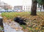 Отново отровено куче в центъра на Ботевград?