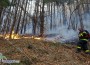 Гори гората над Стубеля!