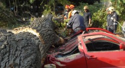 Бурният вятър пренасочи самолети, паднало дърво смаза кола в София