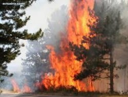 Възникнал е пожар в  местността “Иванчовец“