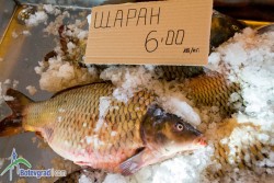 Никулден наближава, цената на прясната риба е същата от миналата година