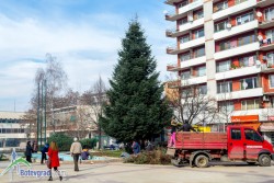 Ботевград тази година ще бъде с живо коледно дърво 