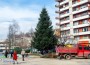 Ботевград тази година ще бъде с живо коледно дърво 