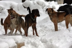 „Четири лапи” и община Ботевград ще решават заедно проблема с бездомните кучета