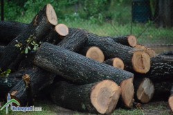Над 500 дървета са изсечени незаконно в района на Новачене